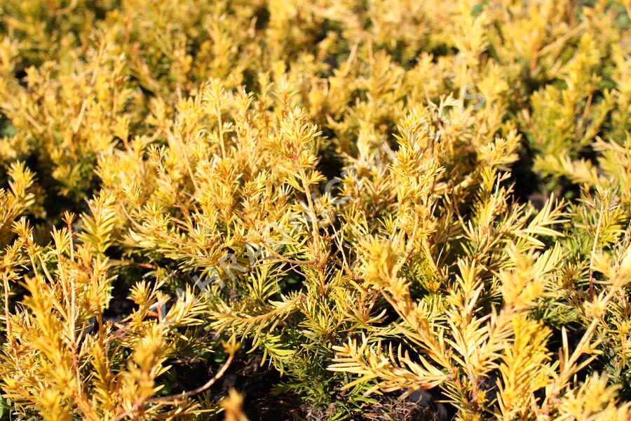 Tis prostřední 'Yellow Land' - Taxus media 'Yellow Land'