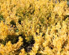 Tis prostřední 'Yellow Land'