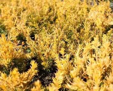 Tis prostřední 'Yellow Land'