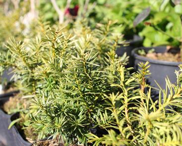 Tis červený 'Orange Alf'