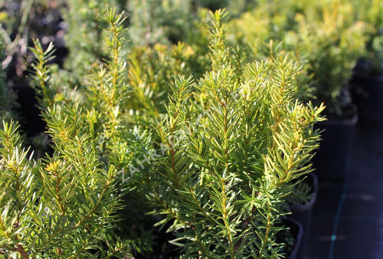 Tis prostřední 'Densiformis' - Taxus media 'Densiformis'
