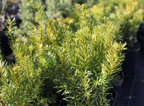 Tis prostřední 'Densiformis' - Taxus media 'Densiformis'