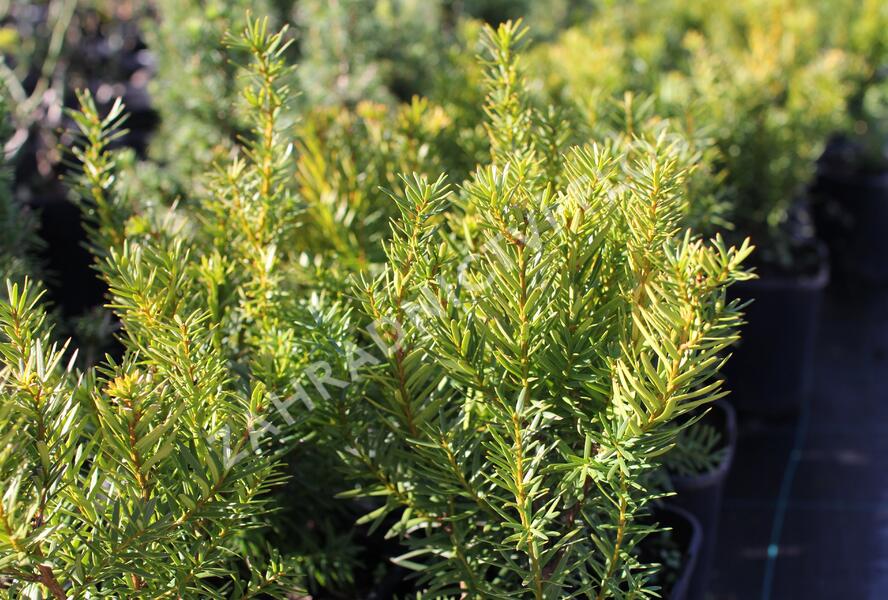 Tis prostřední 'Densiformis' - Taxus media 'Densiformis'