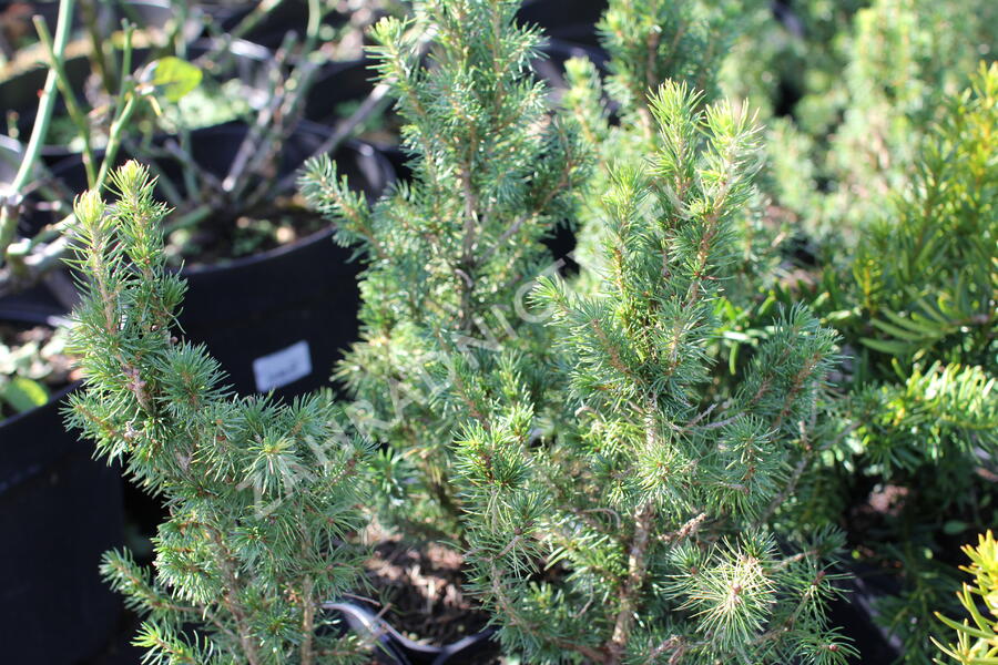 Smrk sivý 'J. W. Daisy's White' - Picea glauca 'J. W. Daisy's White'