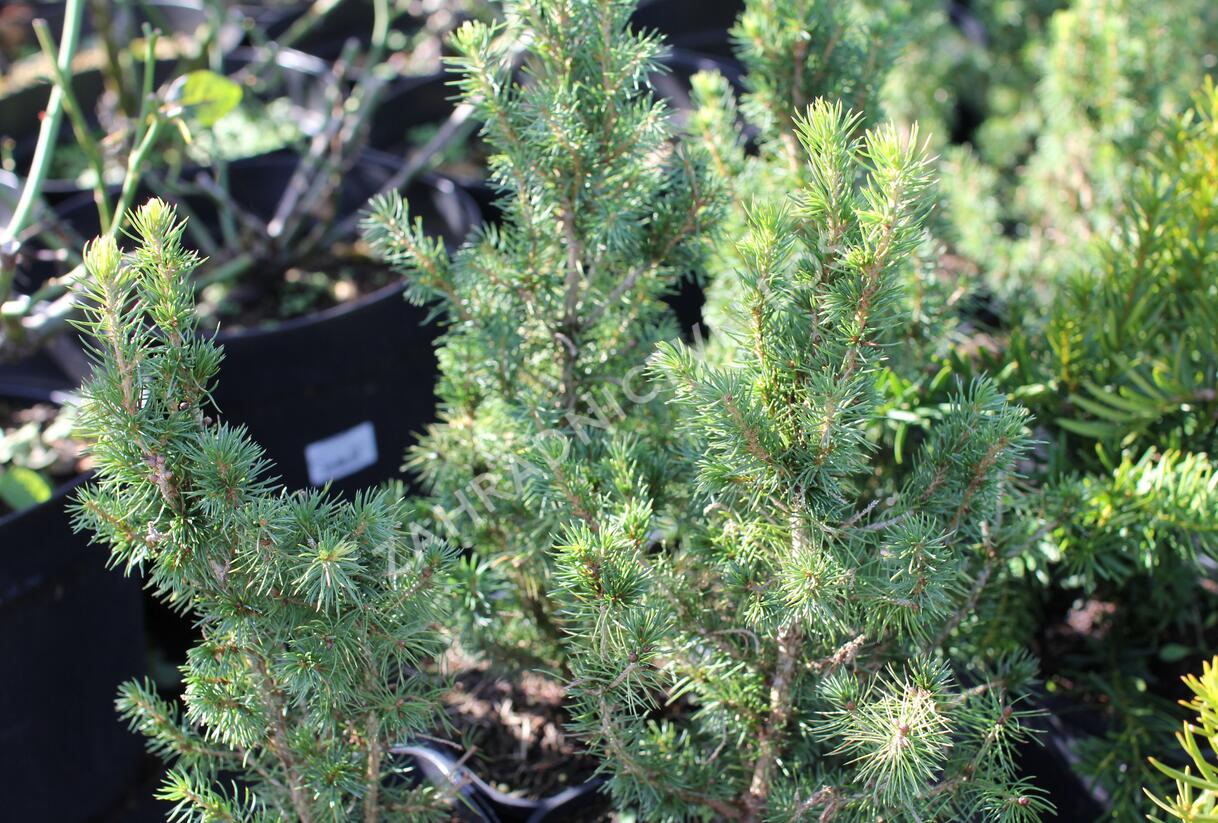 Smrk sivý 'J. W. Daisy's White' - Picea glauca 'J. W. Daisy's White'