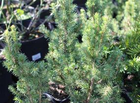 Smrk sivý 'J. W. Daisy's White' - Picea glauca 'J. W. Daisy's White'