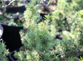 Smrk sivý 'J. W. Daisy's White' - Picea glauca 'J. W. Daisy's White'