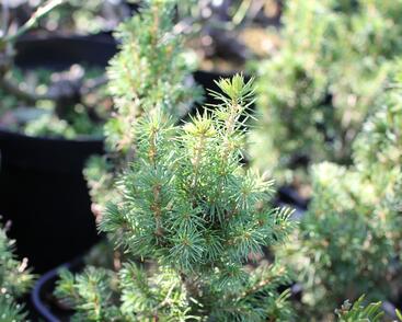 Smrk sivý 'J. W. Daisy's White'