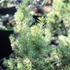 Picea glauca 'J. W. Daisy's White'_01.JPG