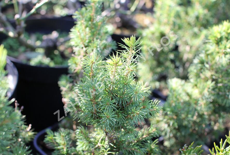Smrk sivý 'J. W. Daisy's White' - Picea glauca 'J. W. Daisy's White'