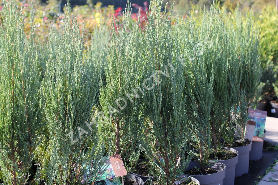 Jalovec skalní 'Blue Arrow' - Juniperus scopulorum 'Blue Arrow'
