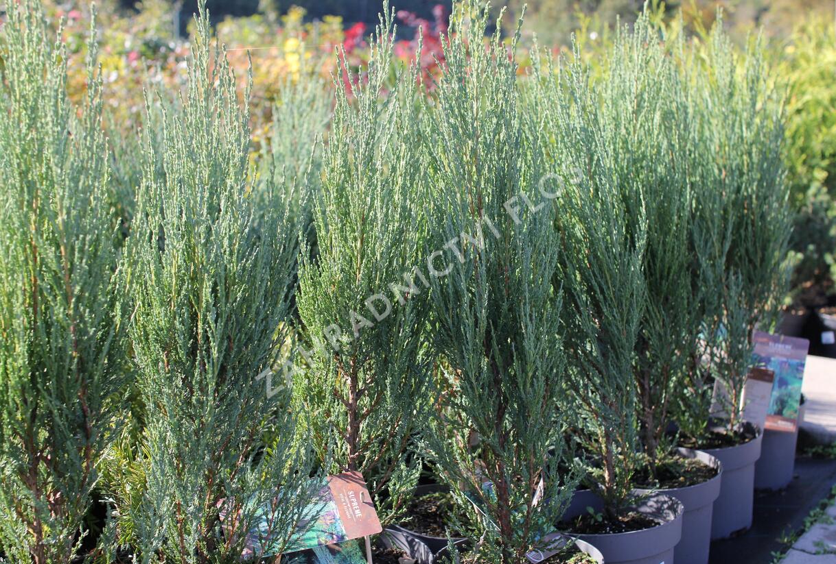 Jalovec skalní 'Blue Arrow' - Juniperus scopulorum 'Blue Arrow'
