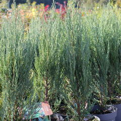 Jalovec skalní 'Blue Arrow' - Juniperus scopulorum 'Blue Arrow'