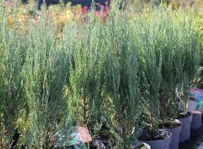 Jalovec skalní 'Blue Arrow' - Juniperus scopulorum 'Blue Arrow'