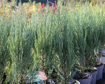 Jalovec skalní 'Blue Arrow'