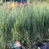 Juniperus scopulorum 'Blue Arrow'_01.JPG