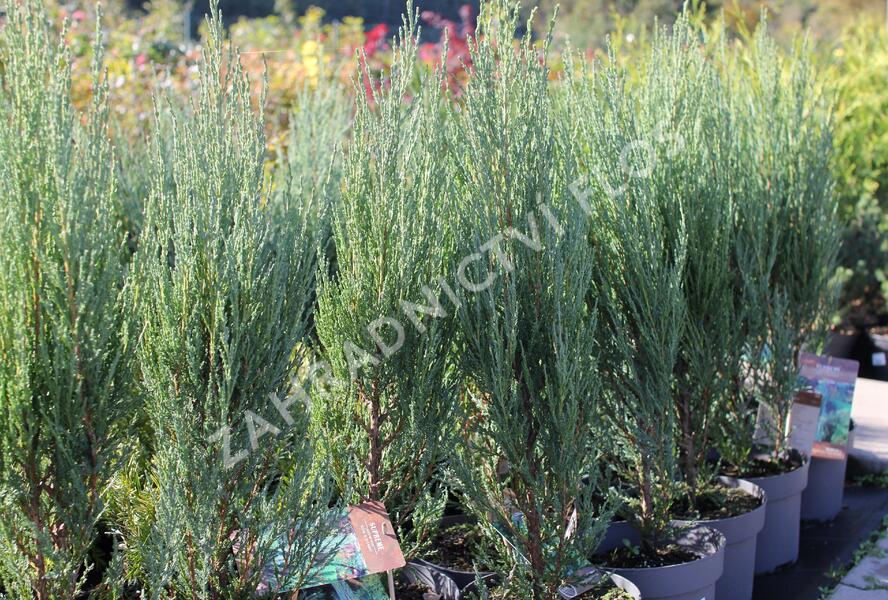 Jalovec skalní 'Blue Arrow' - Juniperus scopulorum 'Blue Arrow'