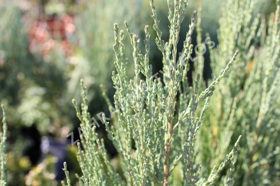 Jalovec skalní 'Blue Arrow' - Juniperus scopulorum 'Blue Arrow'