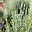 Jalovec skalní 'Blue Arrow' - Juniperus scopulorum 'Blue Arrow'