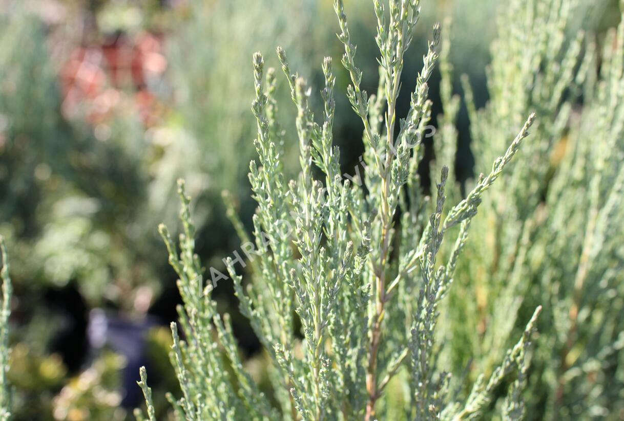 Jalovec skalní 'Blue Arrow' - Juniperus scopulorum 'Blue Arrow'