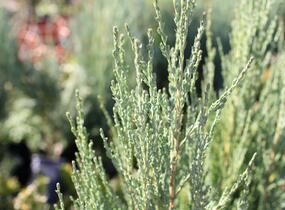 Jalovec skalní 'Blue Arrow' - Juniperus scopulorum 'Blue Arrow'