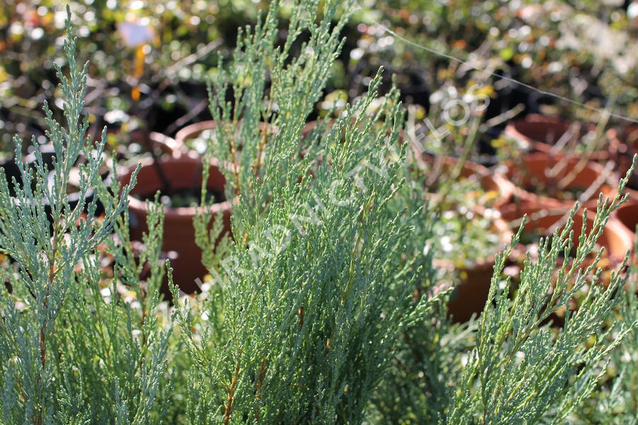 Jalovec skalní 'Moonglow' - Juniperus scopulorum 'Moonglow'