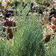 Jalovec skalní 'Moonglow' - Juniperus scopulorum 'Moonglow'