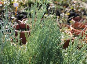 Jalovec skalní 'Moonglow' - Juniperus scopulorum 'Moonglow'