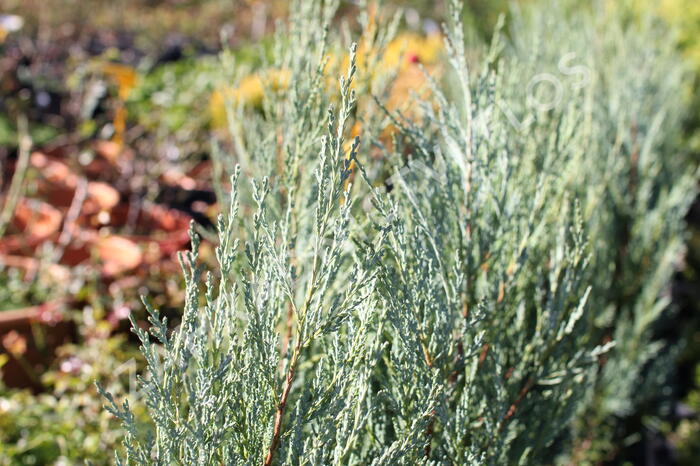 Jalovec skalní 'Moonglow' - Juniperus scopulorum 'Moonglow'
