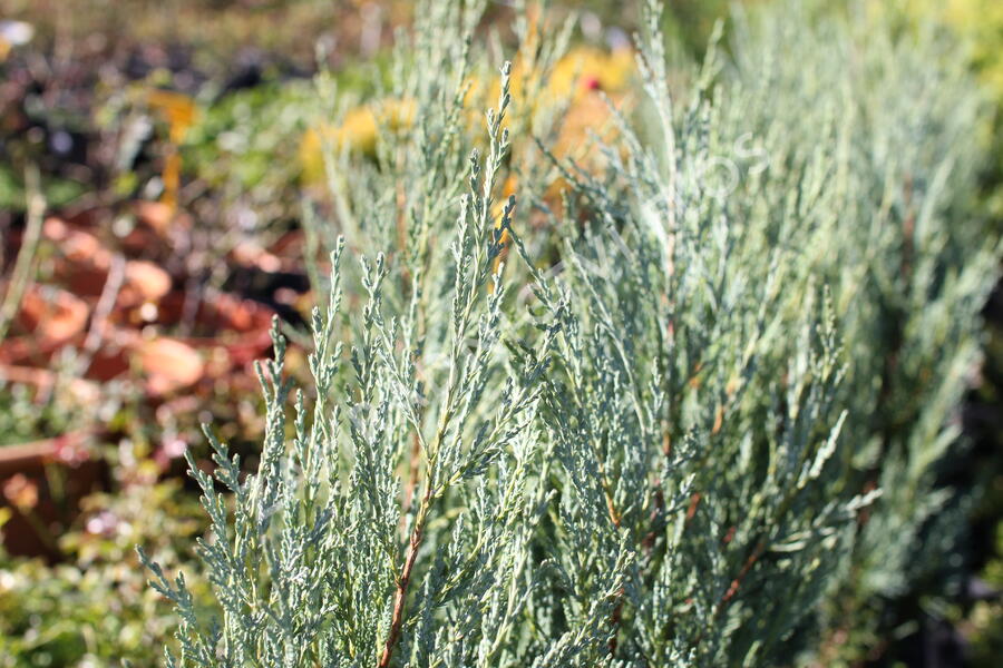 Jalovec skalní 'Moonglow' - Juniperus scopulorum 'Moonglow'