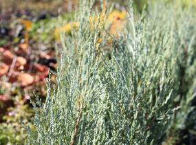 Jalovec skalní 'Moonglow' - Juniperus scopulorum 'Moonglow'
