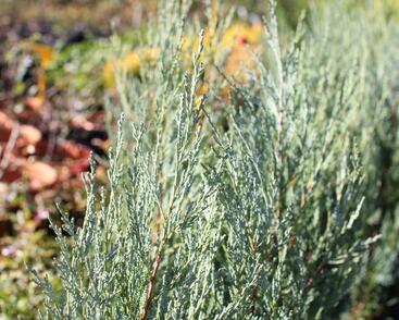 Jalovec skalní 'Moonglow'