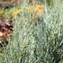 Juniperus scopulorum 'Moonglow'_01.JPG