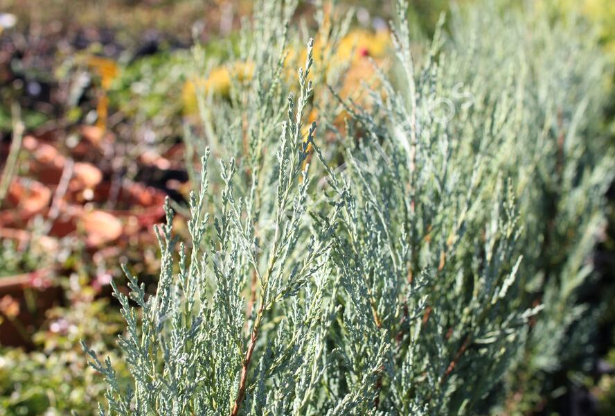 Jalovec skalní 'Moonglow' - Juniperus scopulorum 'Moonglow'