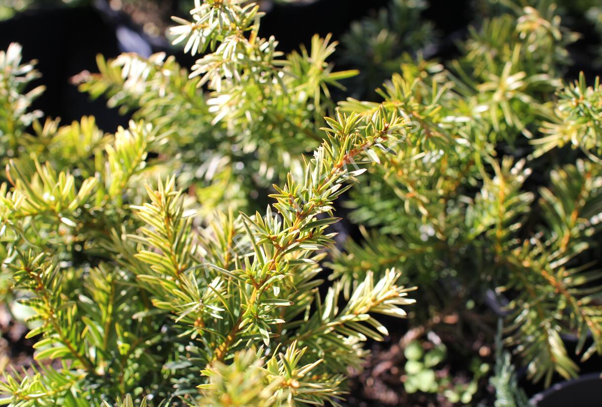 Tis prostřední 'Tymon' - Taxus media 'Tymon'