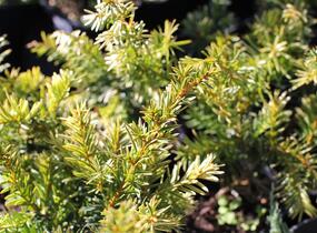 Tis prostřední 'Tymon' - Taxus media 'Tymon'