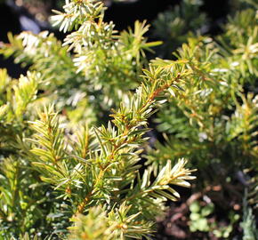 Tis prostřední 'Tymon' - Taxus media 'Tymon'