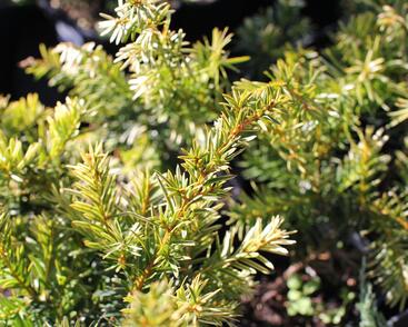 Tis prostřední 'Tymon'