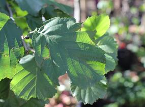 Olše srdčitá - Alnus cordata
