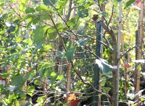 Olše srdčitá - Alnus cordata