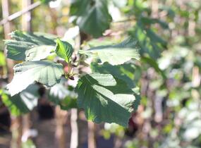 Olše srdčitá - Alnus cordata