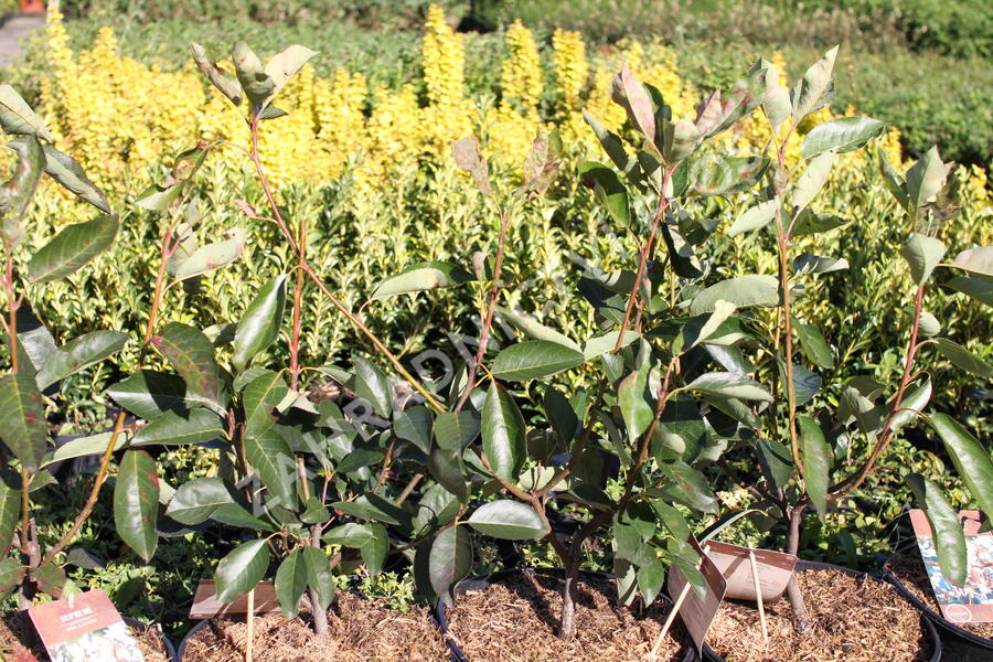 Muchovník hladký 'Ballerina' - Amelanchier laevis 'Ballerina'