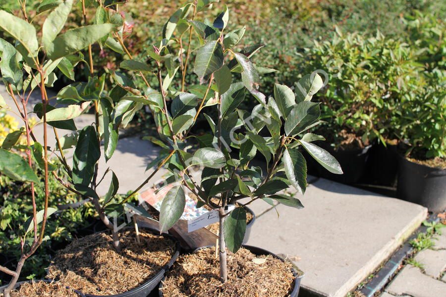 Muchovník hladký 'Ballerina' - Amelanchier laevis 'Ballerina'