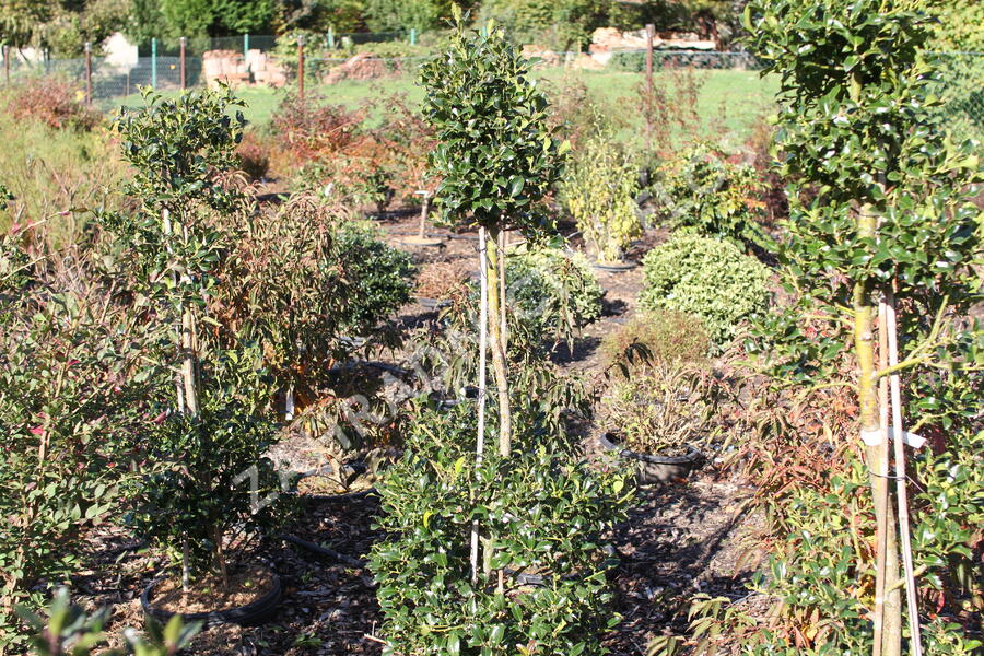 Cesmína obecná 'Bacciflava' - Ilex aquifolium 'Bacciflava'