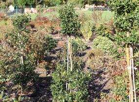 Cesmína obecná 'Bacciflava' - Ilex aquifolium 'Bacciflava'