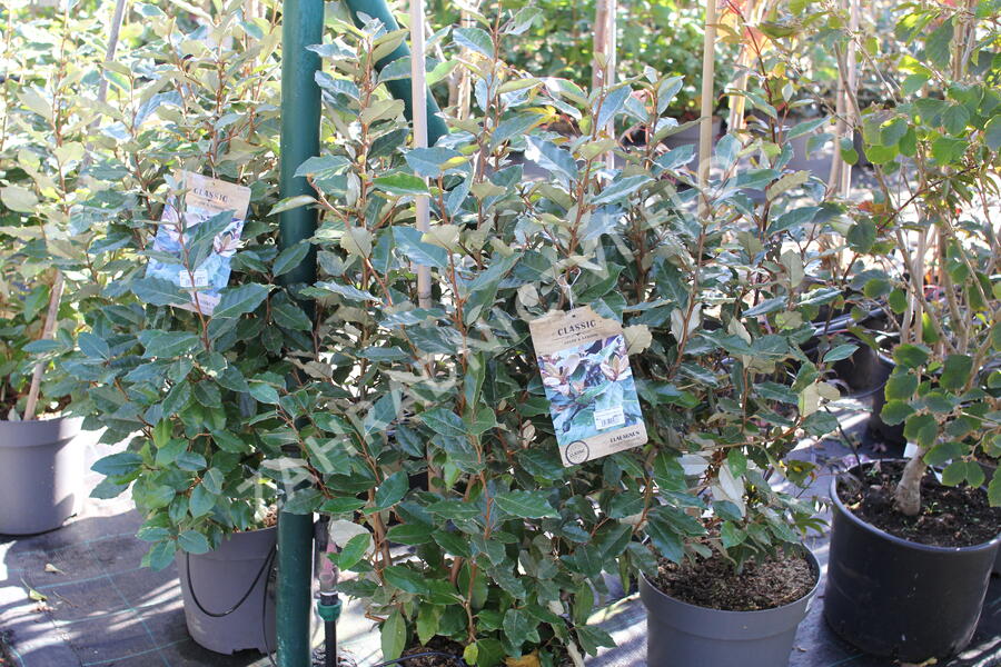 Hlošina Ebbingeova 'Compacta' - Elaeagnus x ebbingei 'Compacta'