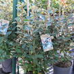 Hlošina Ebbingeova 'Compacta' - Elaeagnus x ebbingei 'Compacta'