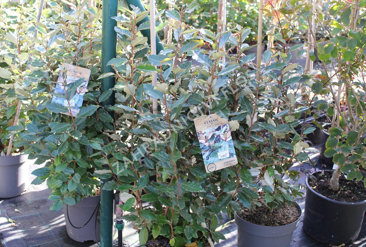 Hlošina Ebbingeova 'Compacta' - Elaeagnus x ebbingei 'Compacta'