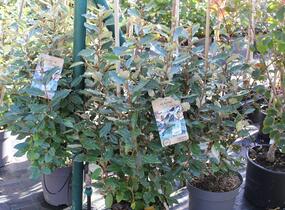 Hlošina Ebbingeova 'Compacta' - Elaeagnus x ebbingei 'Compacta'