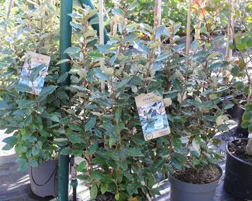 Hlošina Ebbingeova 'Compacta'